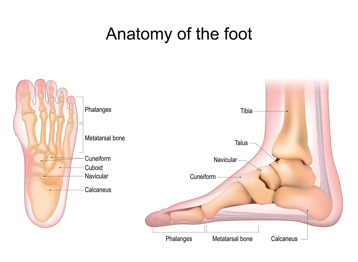 Diagram showing bones and tendons of the human foot.
