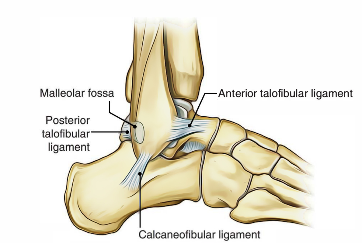 Anatomical diagram of the ankle showing ligaments and bones.